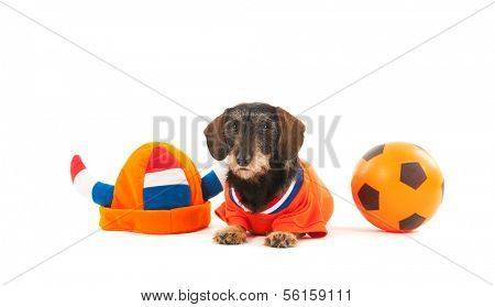Wire haired dachshund as Dutch soccer sports fan with ball isolated over white background