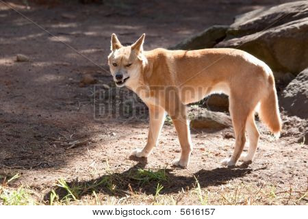 Dingo