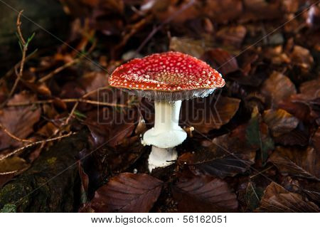 Amanita Muscaria