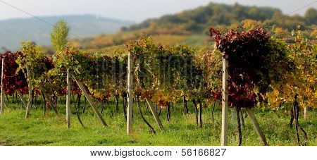 vineyard