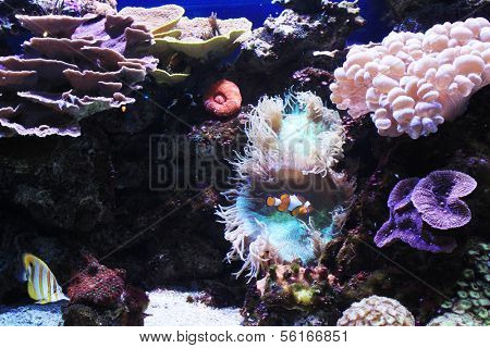Anemone