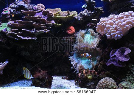 Anemone