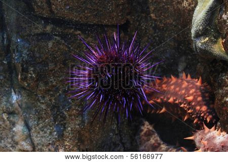 Sea urchins