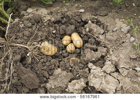 Potato Harvest
