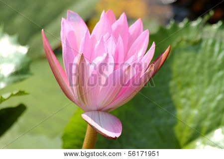 Beautiful lotus in the pond, Thailand.