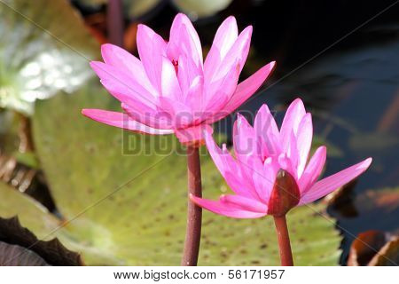 Beautiful lotus in the pond, Thailand.