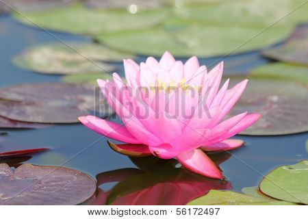 Beautiful lotus in the pond, Thailand.