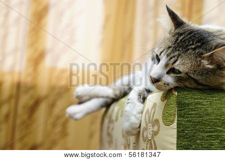 Sleeping Cat