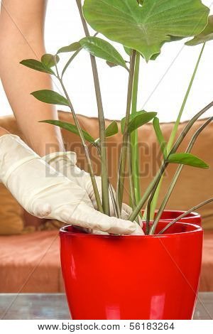 Planting Houseplants With Gloves