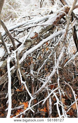 Trees break under the weight of winter ice