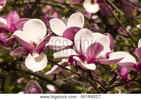 Magnolias in bloom