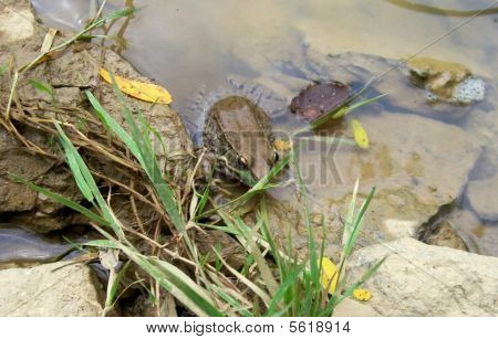 Grenouille en étang 2