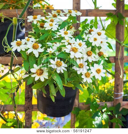 Beautiful White Narrowleaf Zinnia Or Classic Zinnia Flowers On B