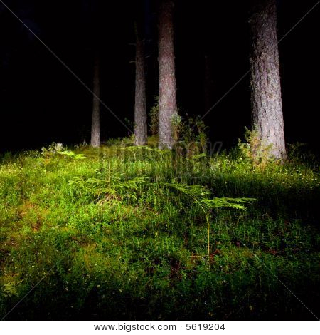 Forêt de la nuit