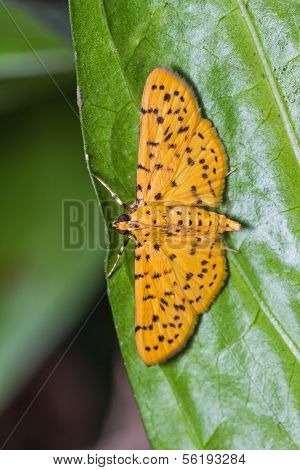 Moth