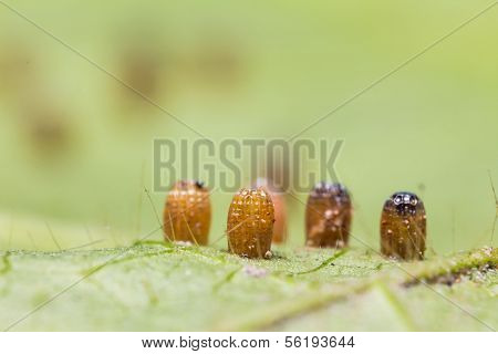 Butterfly Eggs