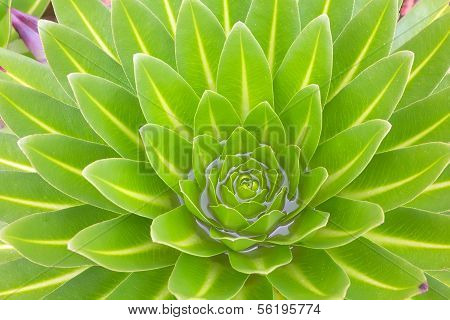 Giant lobelia in the mountains of Kenya