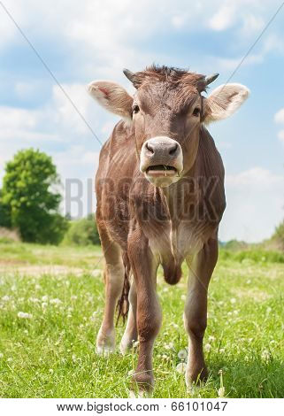 The Calf On A Summer Pasture