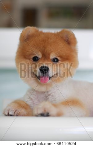 Pomeranian Dog