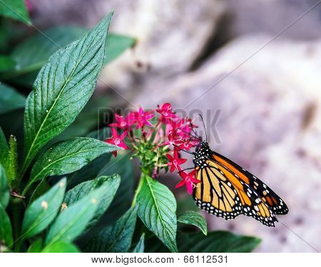 Beautiful Colorfful Butterfly