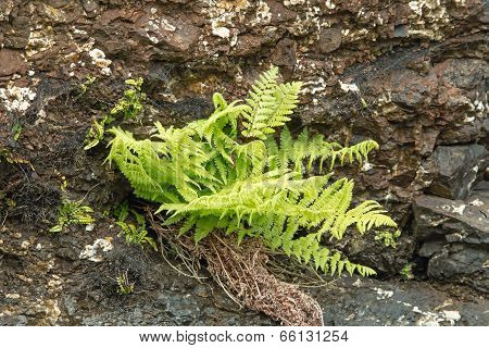 Fern