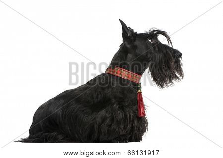 Scottish Terrier
