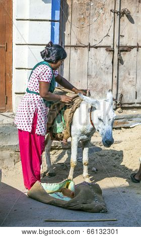 Indian Worker Saddles The Donkey