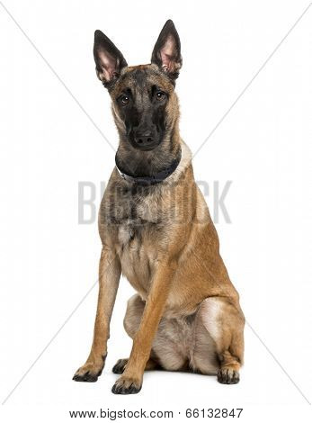 Belgian Shepherd Dog (Malinois) (1 year old)