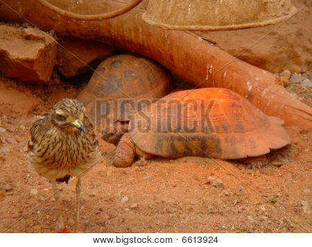 Schildkröten