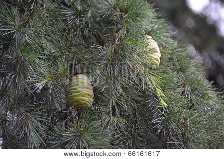 Ciberian Pine With Cones