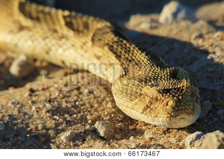 Puff Adder - African Snake Background - Poisonous and Deadly