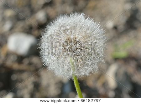 Dandelian