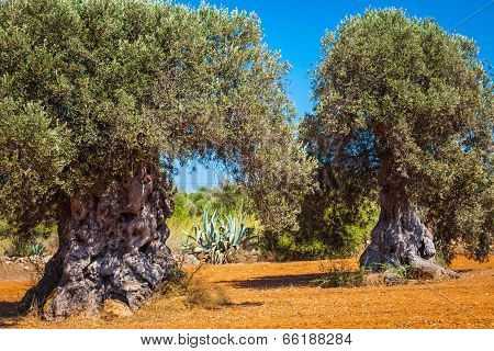 Ibiza Island Landscape With Agriculture Fields On Red Clay Soil
