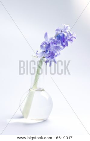 玻璃烧瓶中的风信子花
