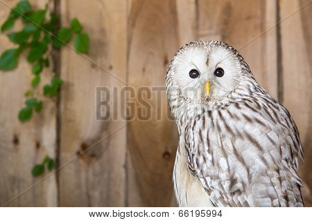 Ural Owl