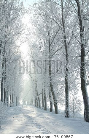 Winter road path landscape Nature background Nature background landscape Nature background Nature landscape snow landscape Nature frost trees landscape Nature landscape Nature background Nature alley landscape Nature background landscape Nature background
