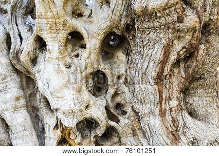 Olive Tree