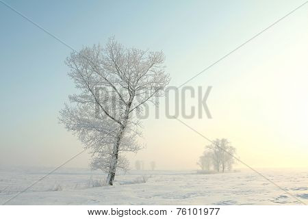 Winter tree sunrise Nature landscape Nature background Nature background landscape frost snow Nature landscape background landscape Nature landscape Nature landscape Nature landscape trees Nature background Nature background landscape Nature background.