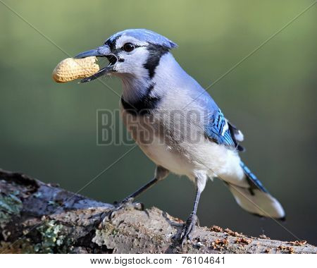 Jay with a Peanut