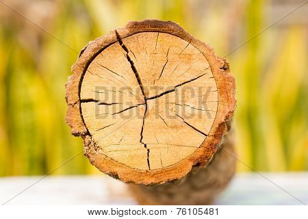 Top View Of A Tree Stump