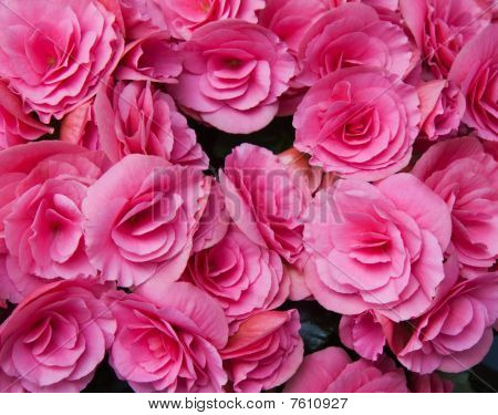 ดอกไม้สีชมพูของ Tuberous Begonias