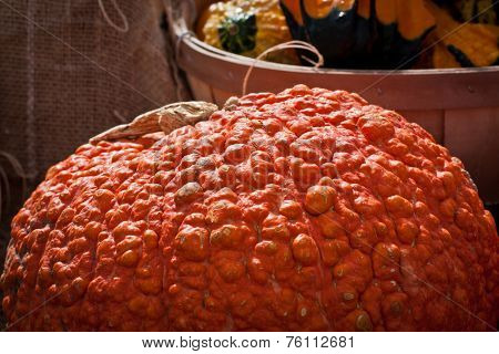 Bumpy, Orange Pumpkin