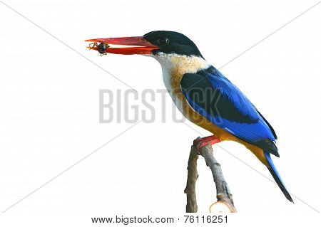 Black-capped Kingfisher Bird