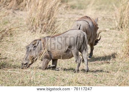 Central African Warthogs