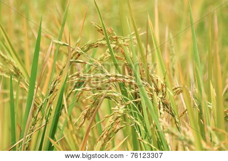 Oryza sativa