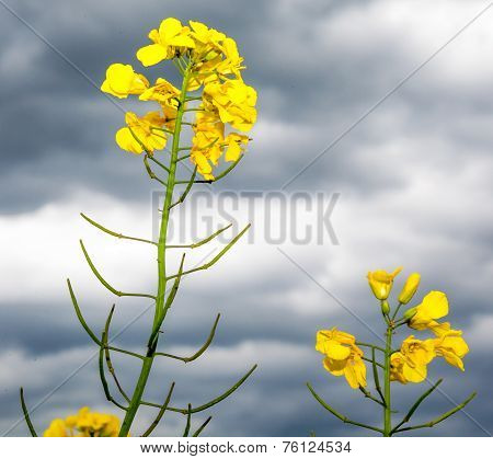 Rapeseed field