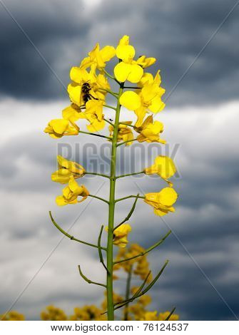 Rapeseed field