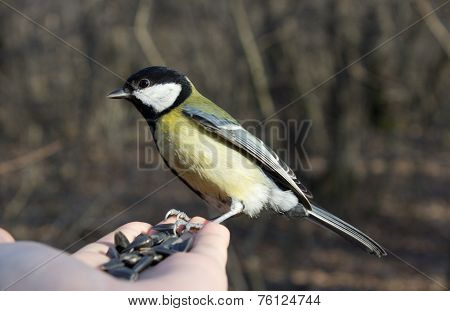 Tit.