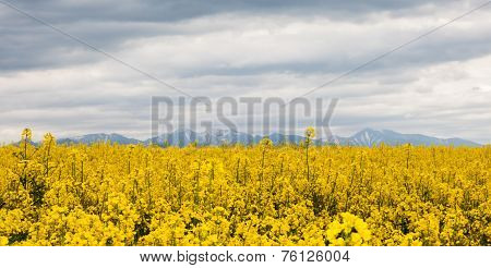 Rapeseed field