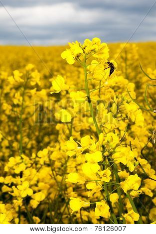 Rapeseed field